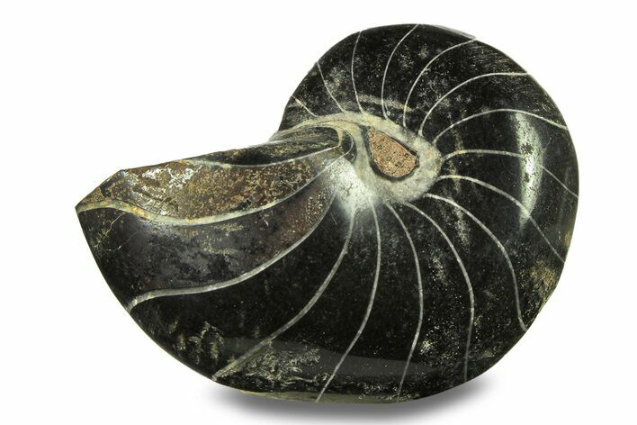 Polished Fossil Nautilus (Cymatoceras) - Unusual Black Color! #282444